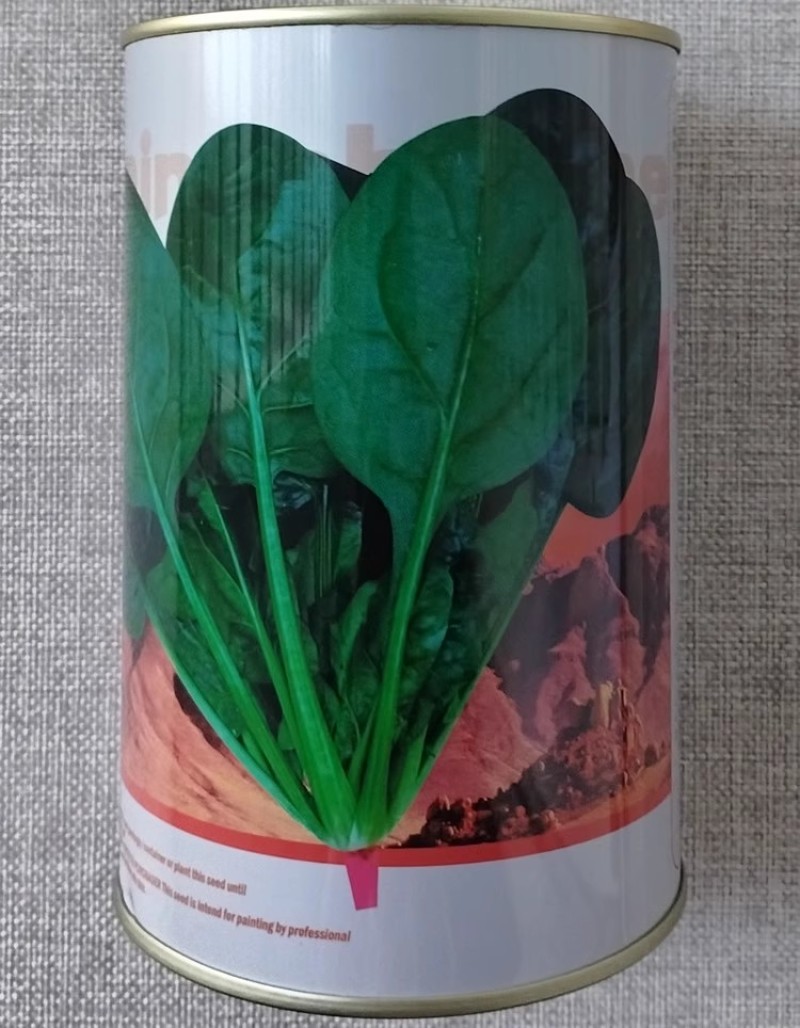 火焰山菠菜种子丹麦杂交墨绿菠菜种籽耐热耐寒抗病越夏菠菜