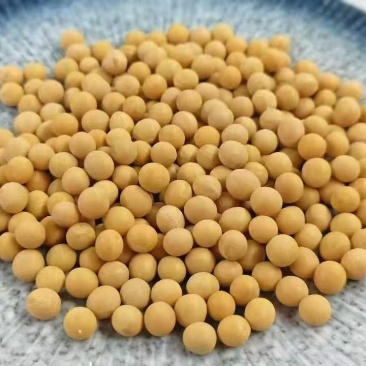 大豆