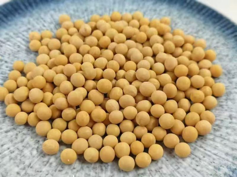 大豆