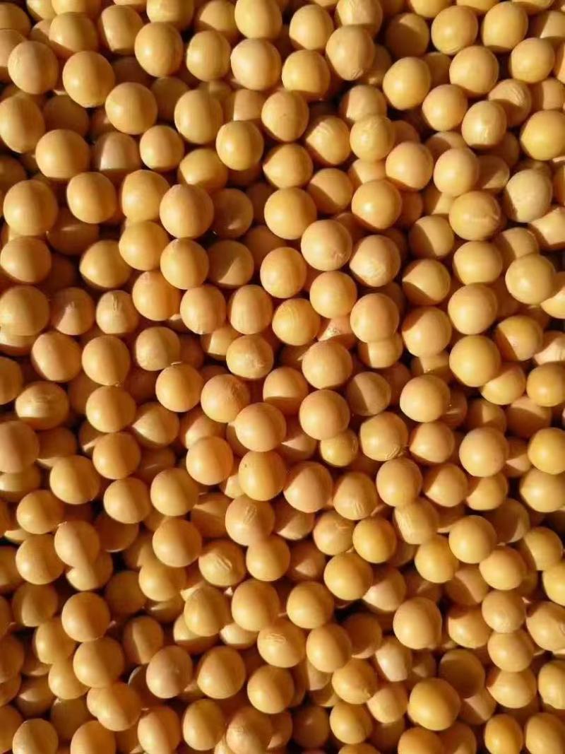 大豆
