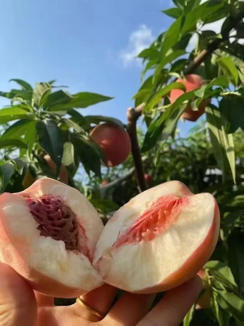北京7号蜜桃