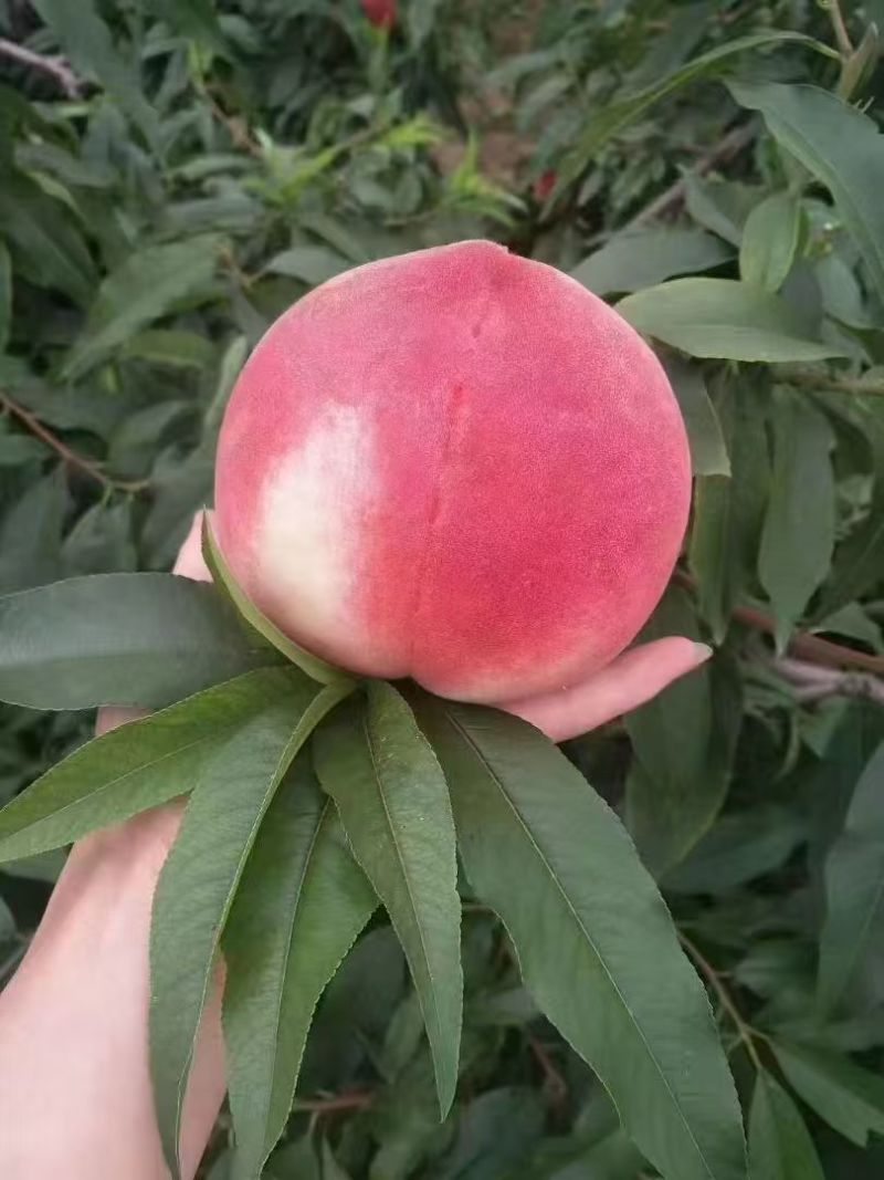 北京7号蜜桃