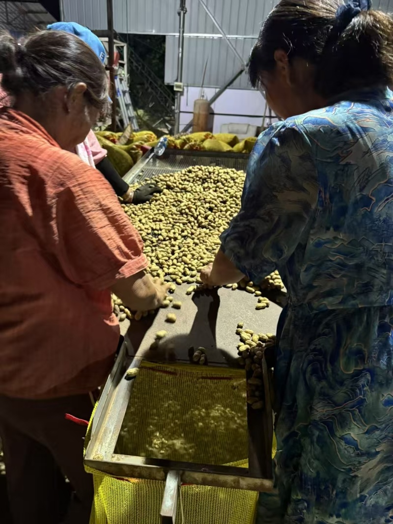 鲜花生，罗汉果湿花生小白沙大量供应超市，加工厂产地直销