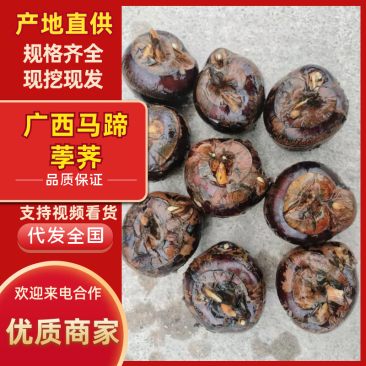《马蹄》珍珠马蹄/广西荔浦马蹄/产地货源/全国整车批发