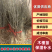 红木槿花小苗。代发货。保湿补水发货。成活率高包邮发货