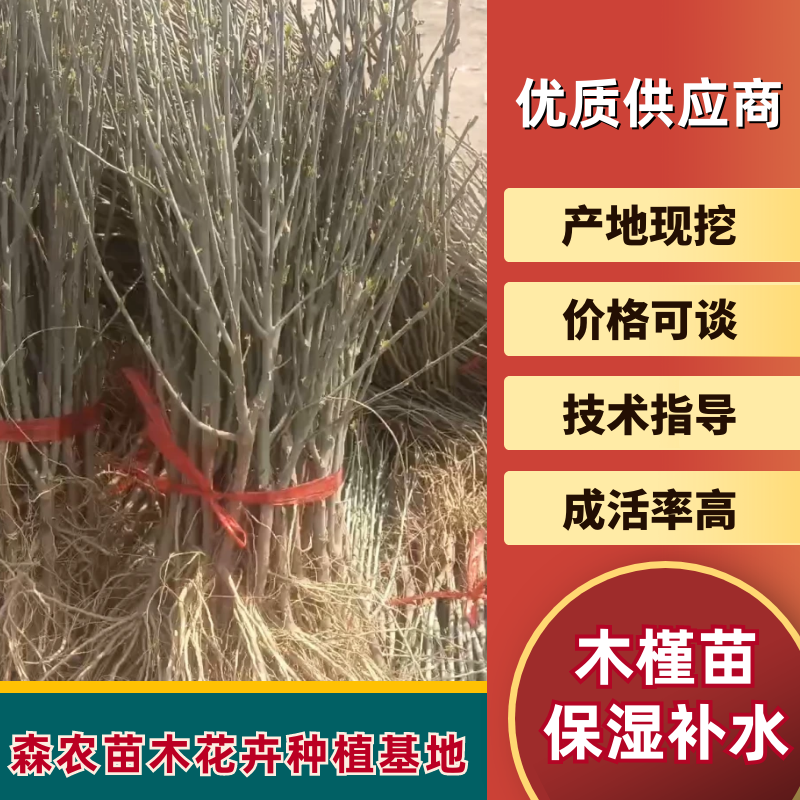 红木槿花小苗。代发货。保湿补水发货。成活率高包邮发货