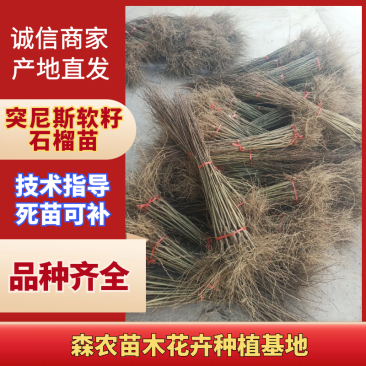 实力供货突尼斯软子石榴苗包品种包成活死苗免费补发包邮