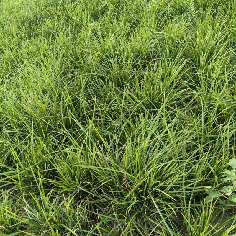 山东菏泽彩果中叶麦冬草货源充足产地一手货源园林工程绿化