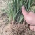 山东菏泽彩果中叶麦冬草货源充足产地一手货源园林工程绿化