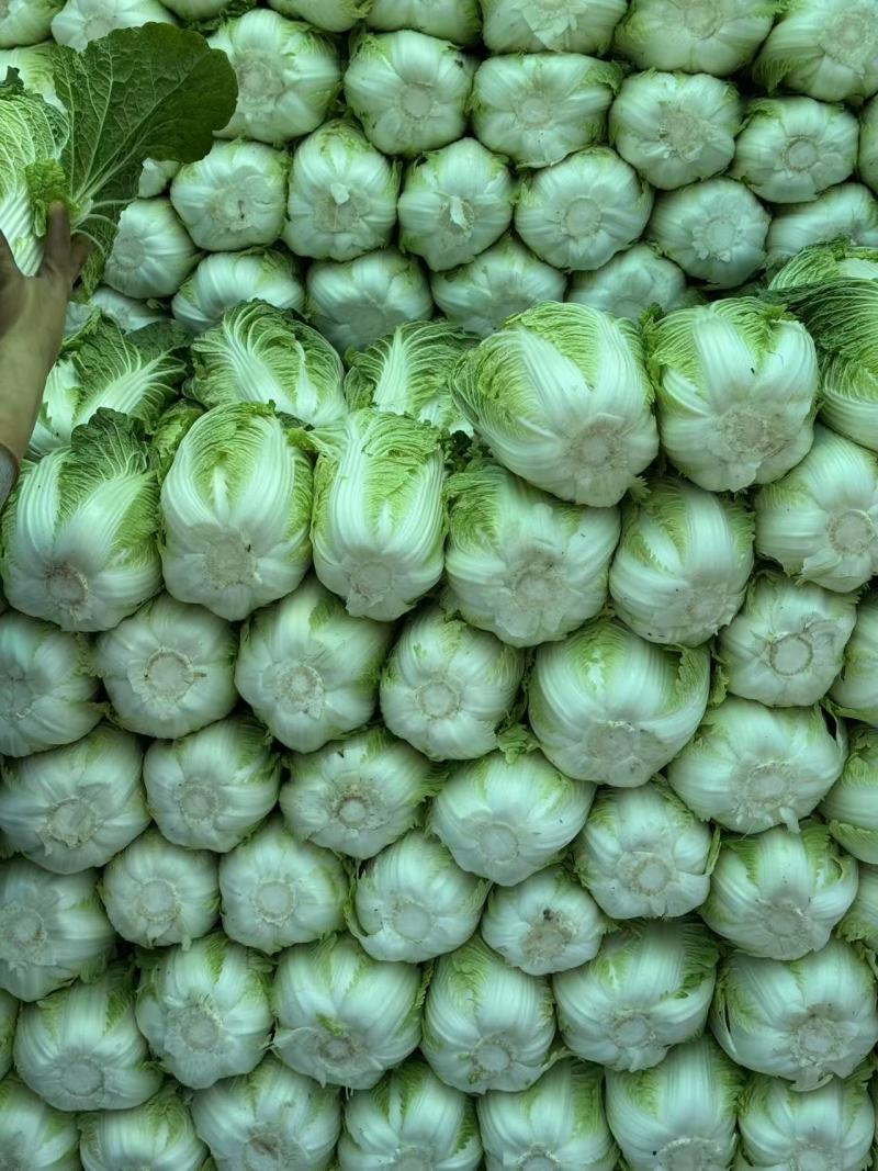 长白菜