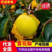 雪花梨云南雪花梨皮薄多汁现摘现发对接全国市场电商