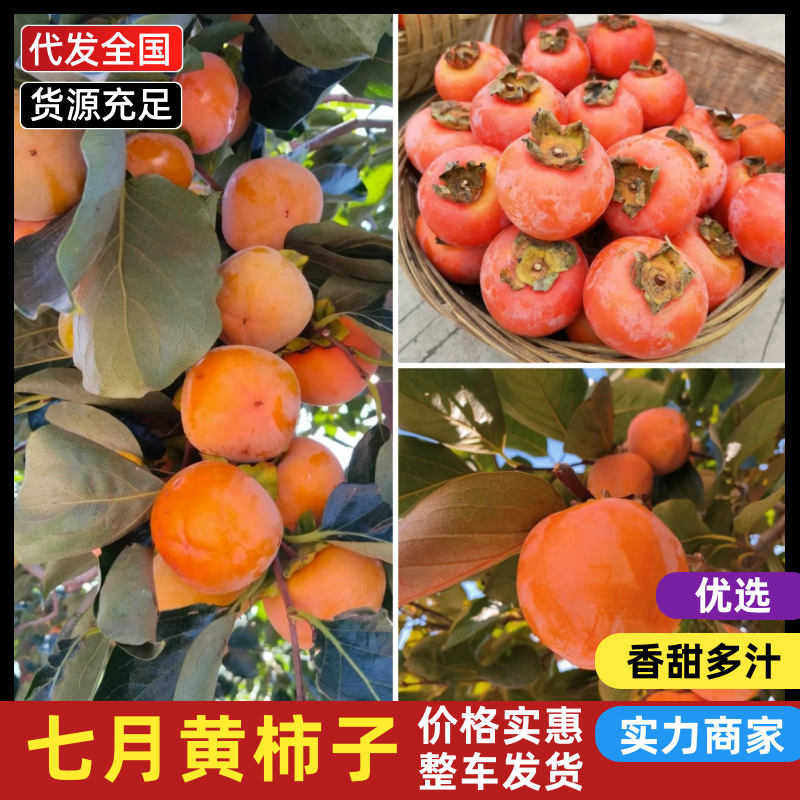 【热卖】火晶柿子七月黄柿子产地直供可对接电商平台
