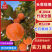 七月黄柿子柿子产地直发甜美多汁坏果包赔量大优惠