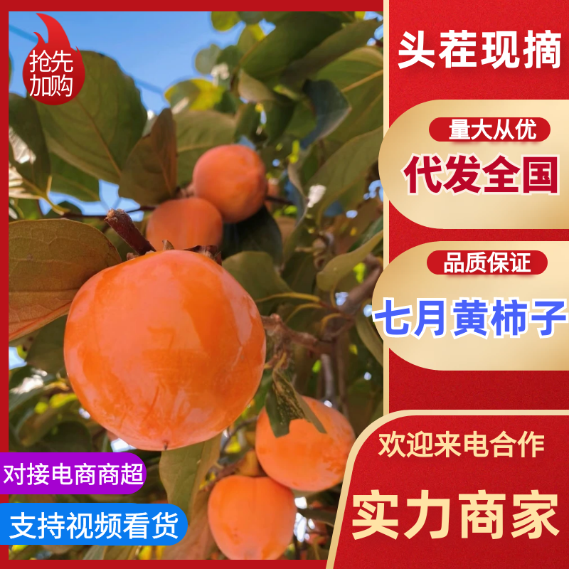 七月黄柿子柿子产地直发甜美多汁坏果包赔量大优惠