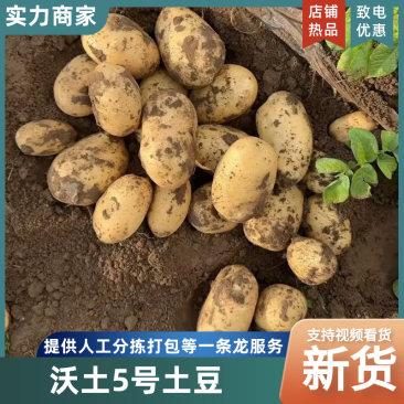 河北沃土5号产地大量供应，规格齐全，品质保证欢迎电联