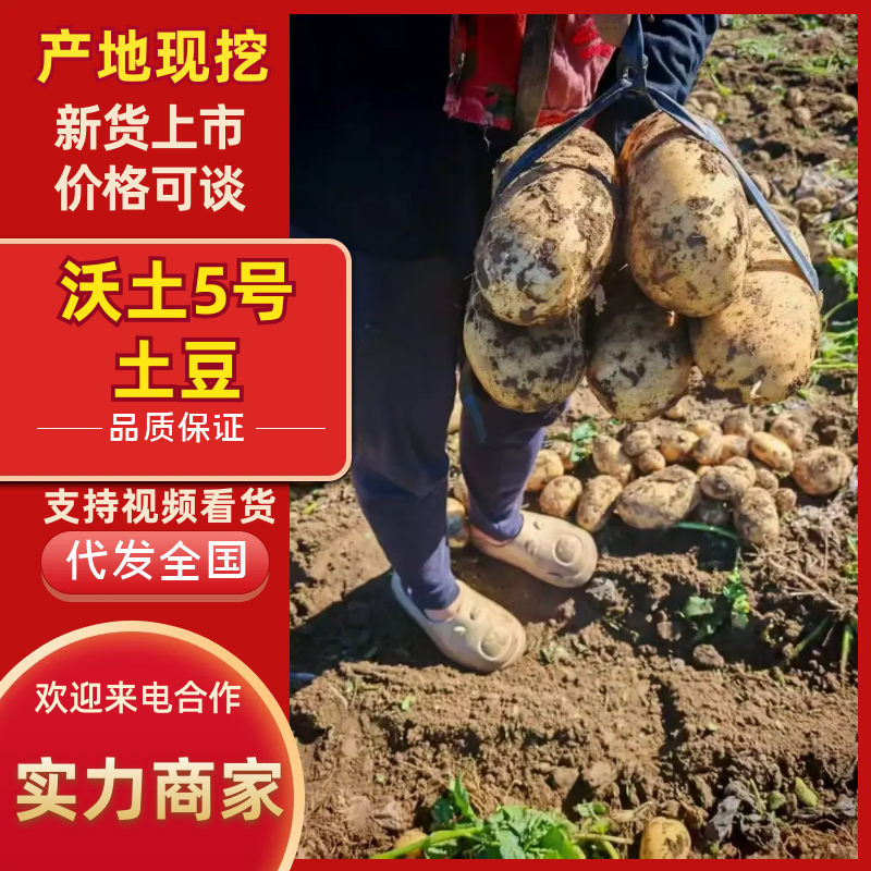 沃土5号土豆河北土豆，大量现货供应，量大价优，视频看货