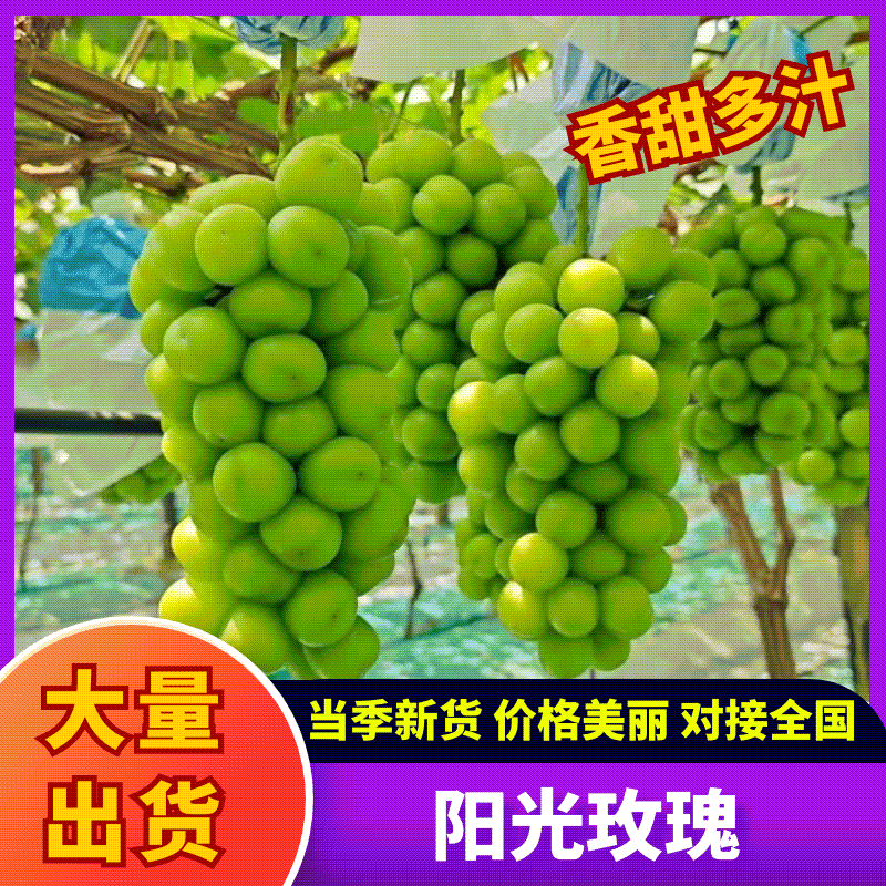 陕西《阳光玫瑰》供应电商/工厂/市场批发承接海外大型订单