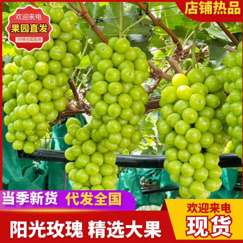 陕西阳光玫瑰葡萄对接电商市场批发一件代发货发全国