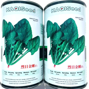 烈日金刚大叶菠菜种子杂交耐热菠菜耐抽苔叶色浓绿基地种植