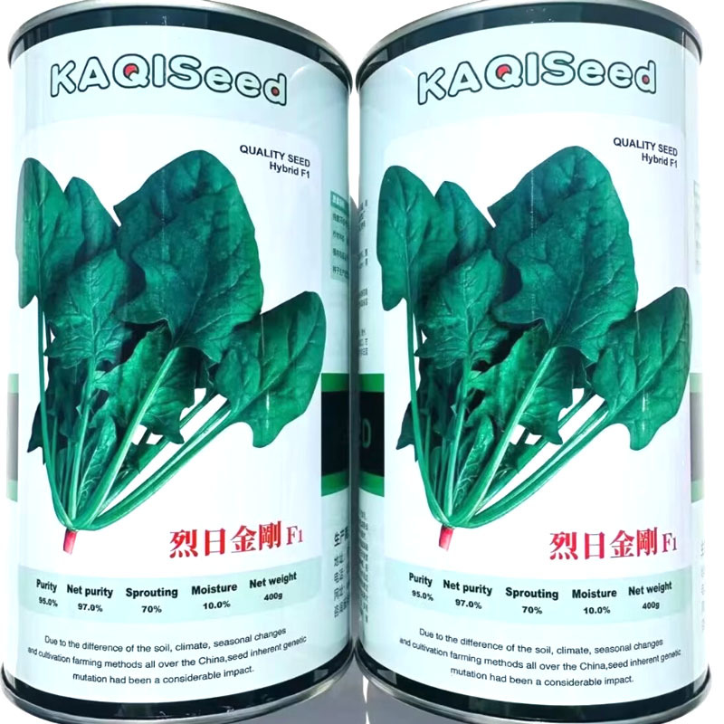 烈日金刚大叶菠菜种子杂交耐热菠菜耐抽苔叶色浓绿基地种植