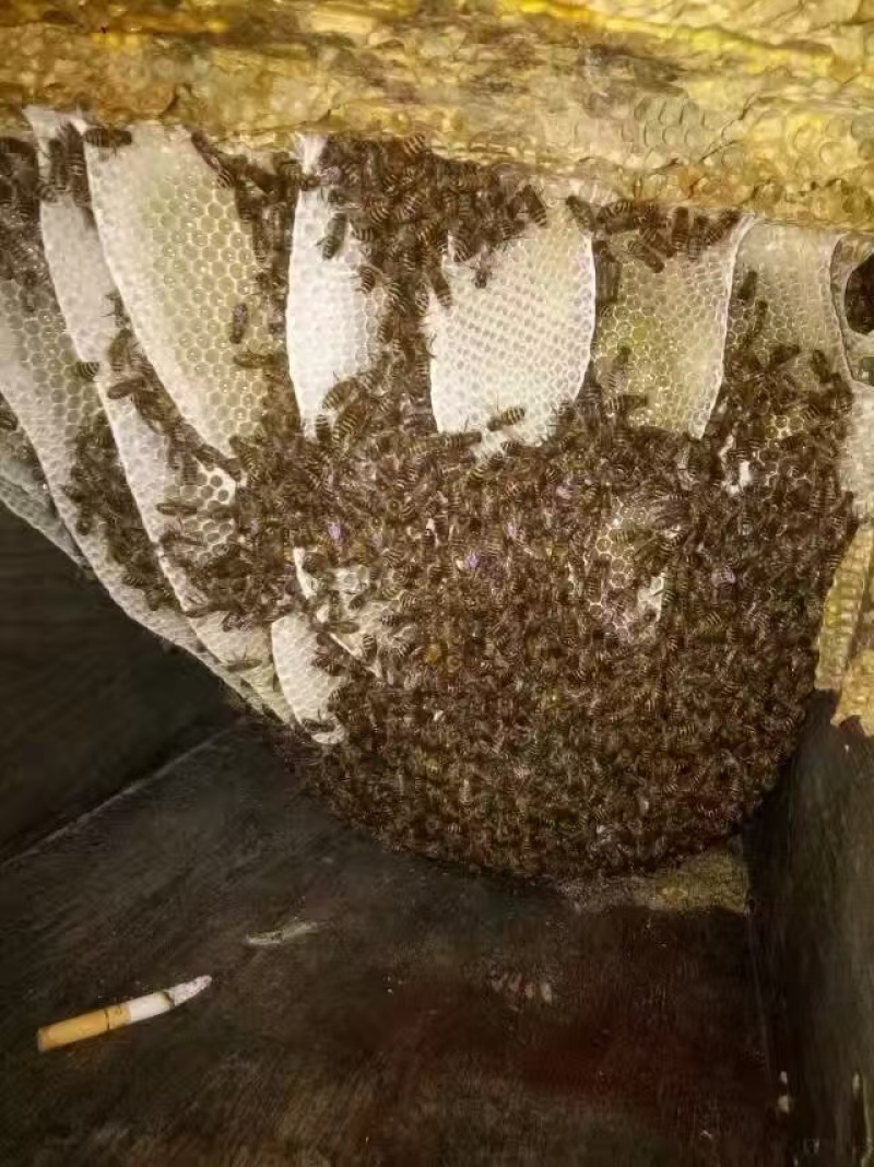 贵州百花蜜野生蜂蜜量大价优保质保量可视频看货