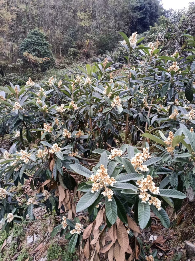 贵州百花蜜野生蜂蜜量大价优保质保量可视频看货