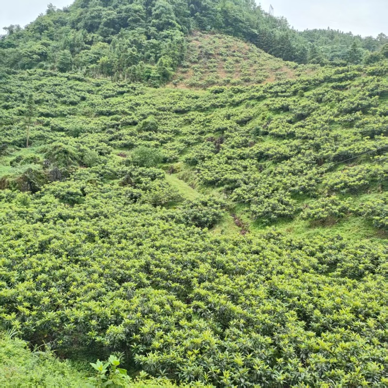 贵州百花蜜野生蜂蜜量大价优保质保量可视频看货