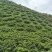 贵州百花蜜野生蜂蜜量大价优保质保量可视频看货