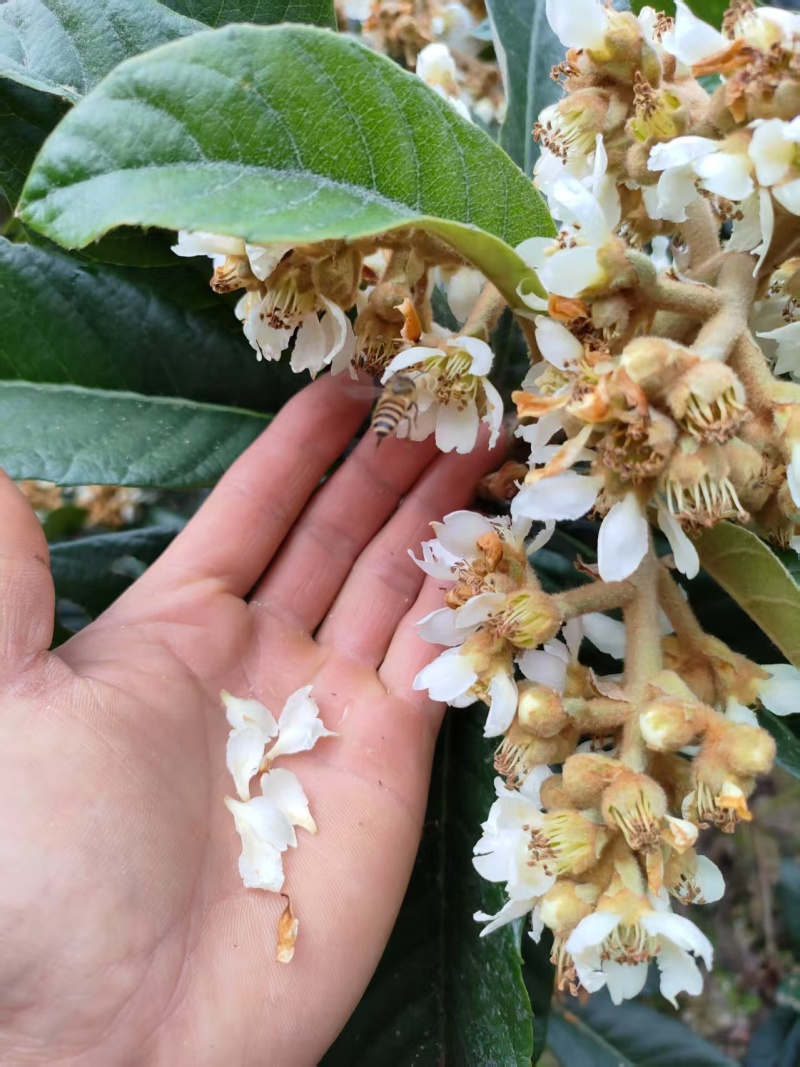 贵州百花蜜野生蜂蜜量大价优保质保量可视频看货