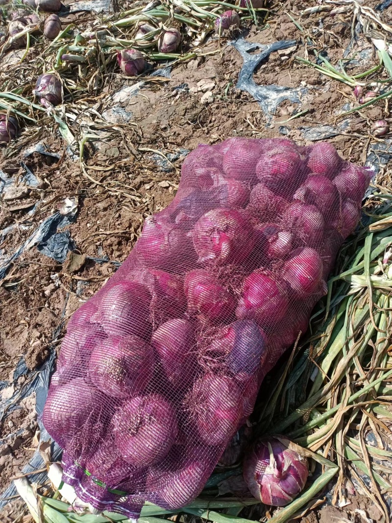 甘肃二红洋葱自家地里种植现挖现发两发果形好干净杂质少耐运输
