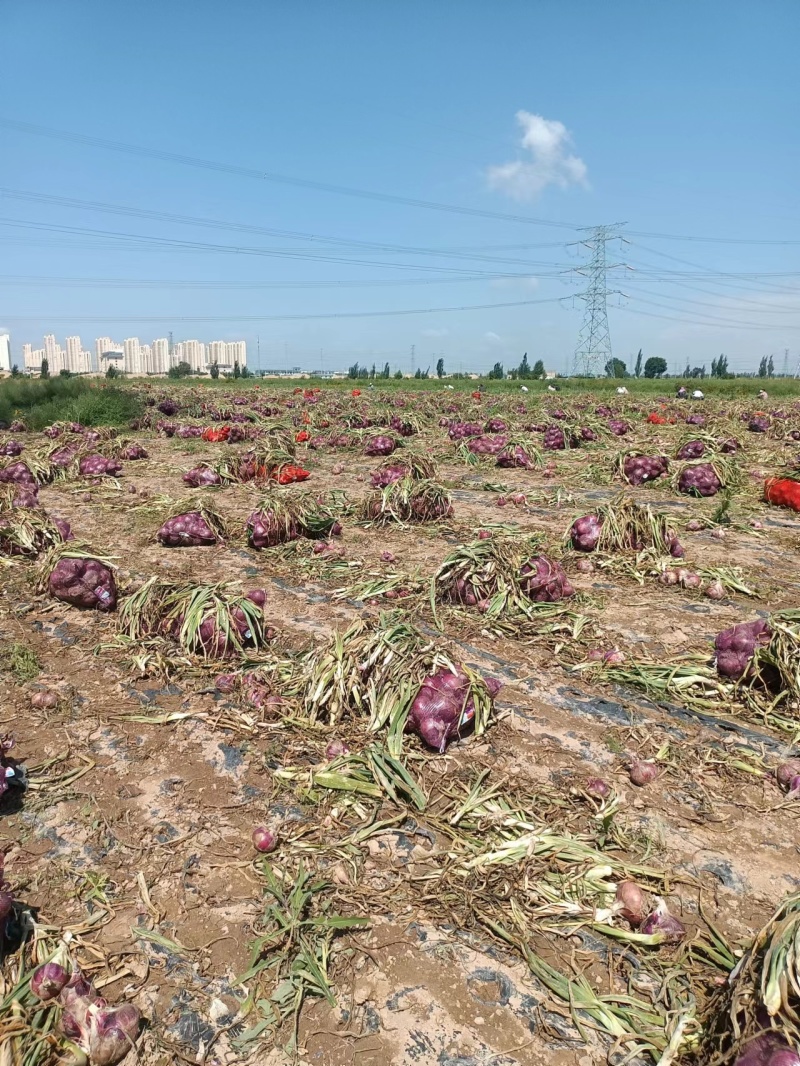 甘肃二红洋葱自家地里种植现挖现发两发果形好干净杂质少耐运输