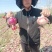 甘肃二红洋葱自家地里种植现挖现发两发果形好干净杂质少耐运输