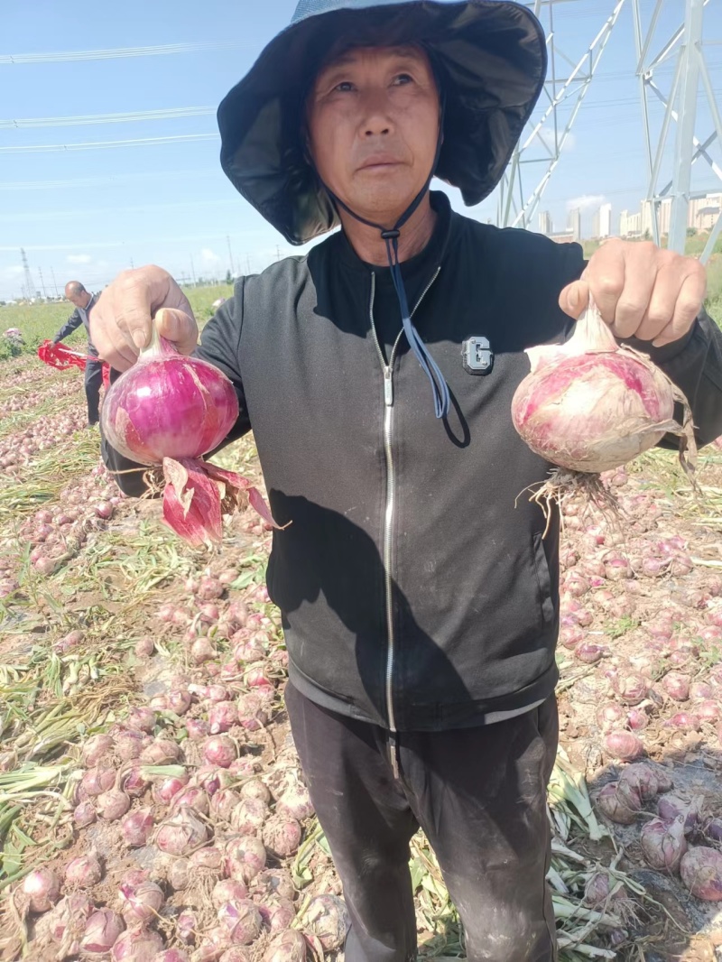 甘肃二红洋葱自家地里种植现挖现发两发果形好干净杂质少耐运输