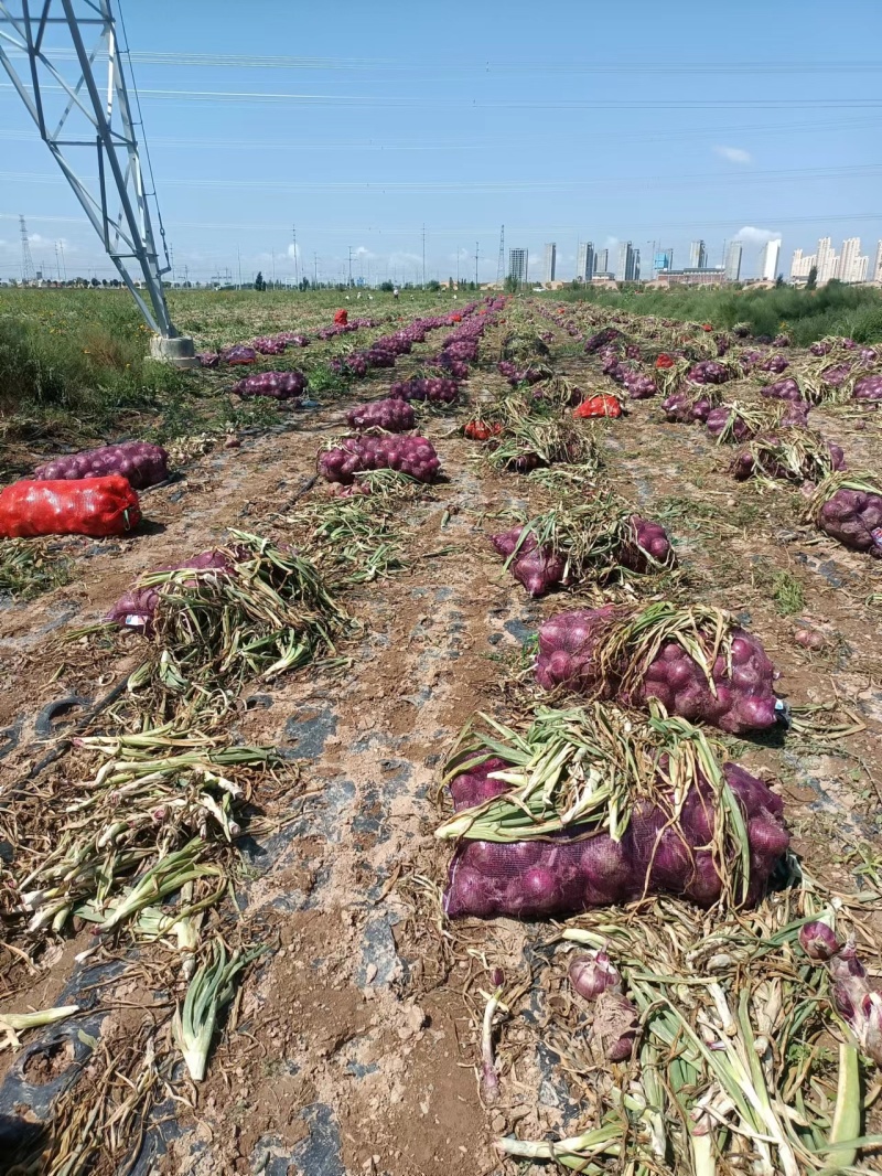 甘肃二红洋葱自家地里种植现挖现发两发果形好干净杂质少耐运输