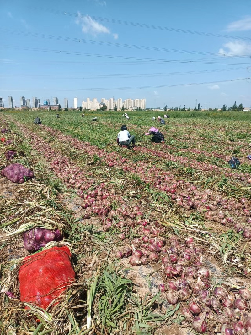 甘肃二红洋葱自家地里种植现挖现发两发果形好干净杂质少耐运输