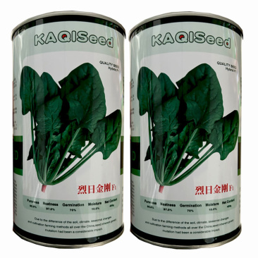 烈日金刚大叶菠菜种子早熟耐热耐抽苔抗病生长快