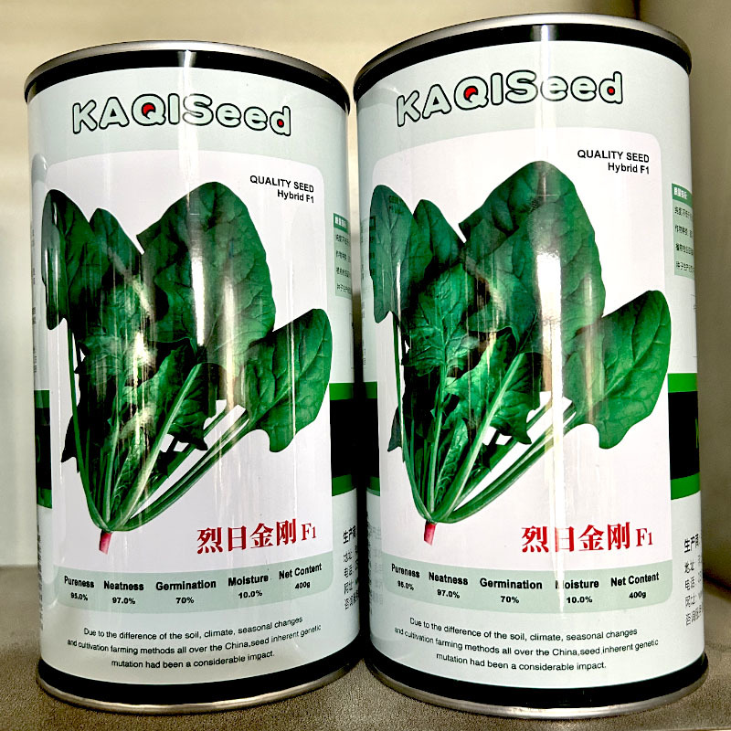 烈日金刚大叶菠菜种子早熟耐热耐抽苔抗病生长快