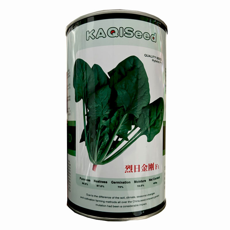 烈日金刚大叶菠菜种子早熟耐热耐抽苔抗病生长快