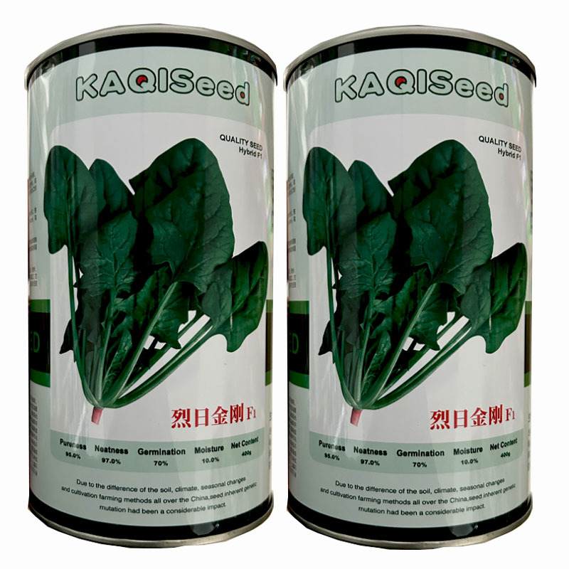 烈日金刚大叶菠菜种子早熟耐热耐抽苔抗病生长快
