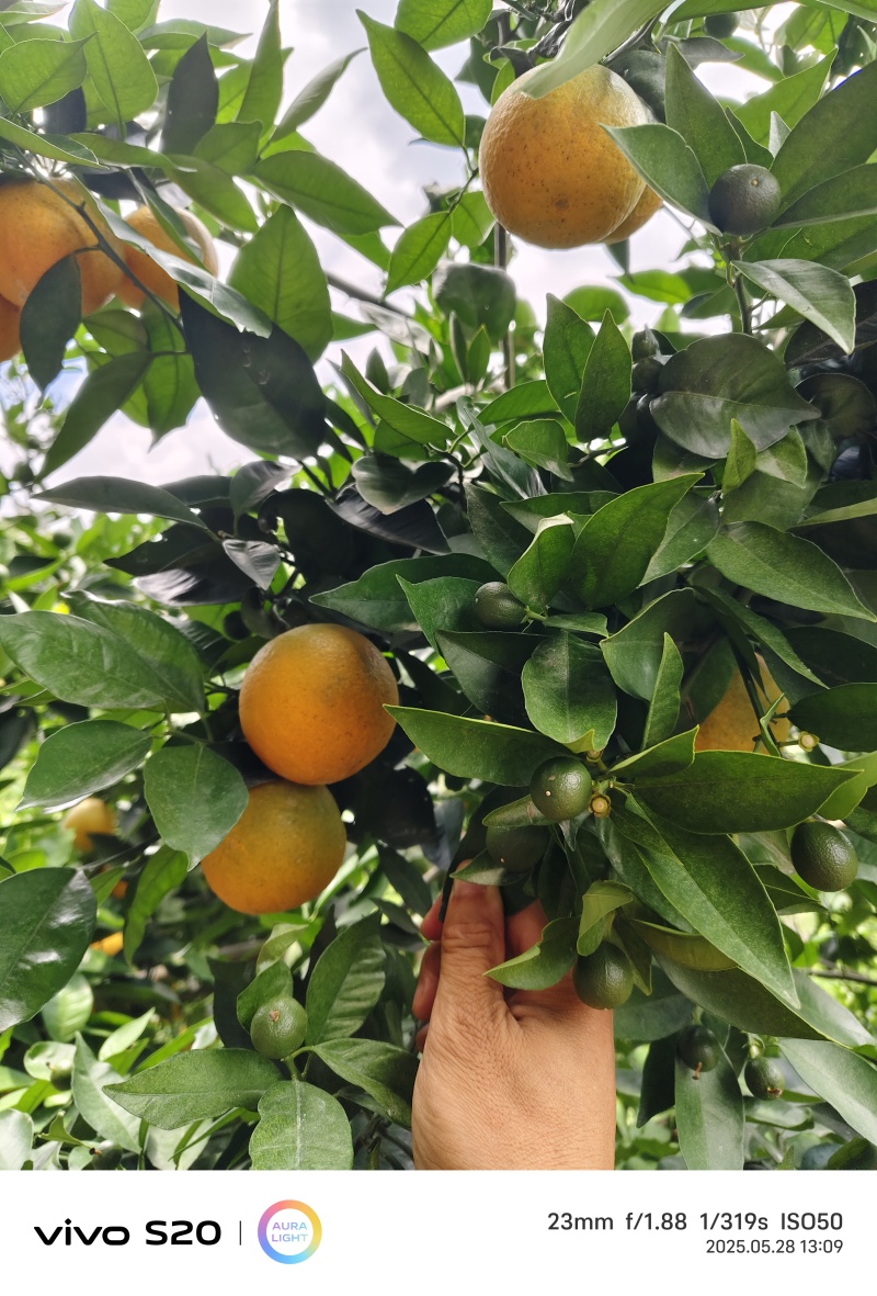 湖北精品秭归夏橙皮薄汁多水份充足量大价优欢迎咨询