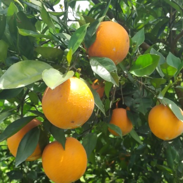 湖北精品秭归夏橙皮薄汁多水份充足量大价优欢迎咨询