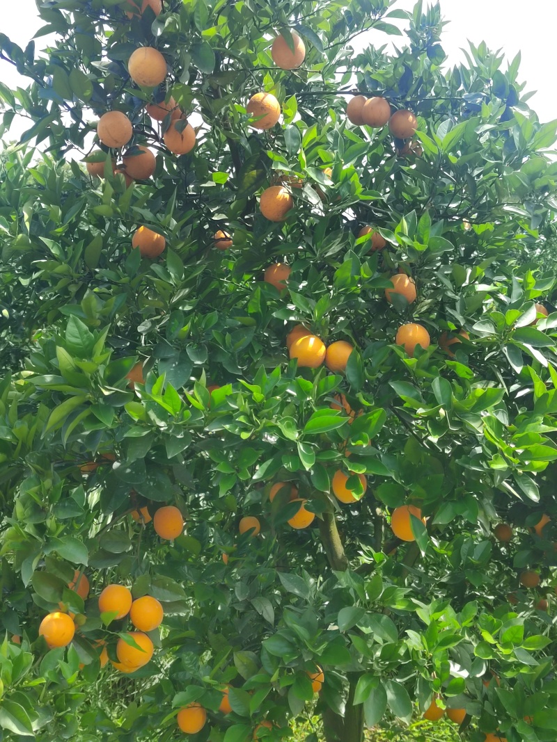 湖北精品秭归夏橙皮薄汁多水份充足量大价优欢迎咨询
