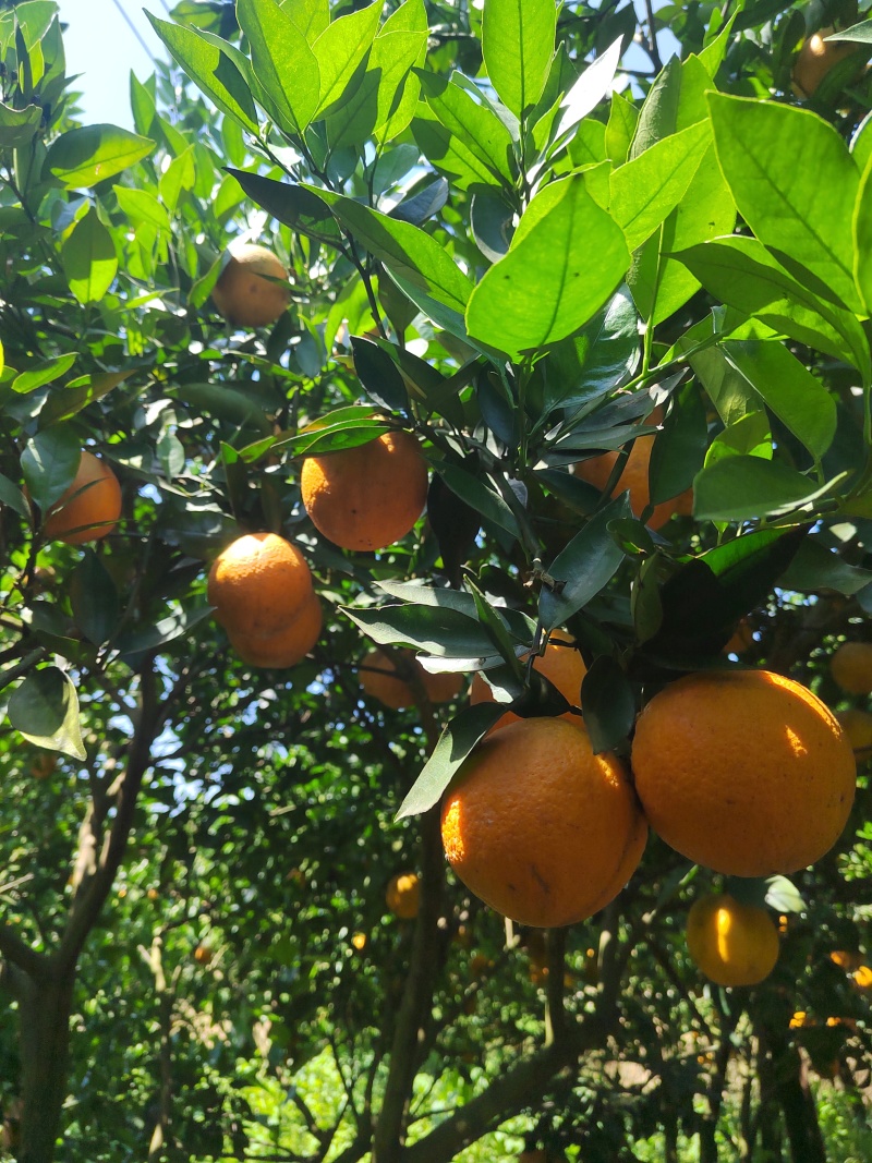 湖北精品秭归夏橙皮薄汁多水份充足量大价优欢迎咨询