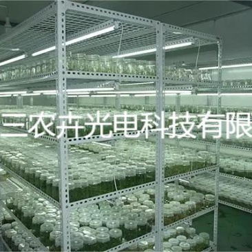 60cm-白芨育苗组培灯