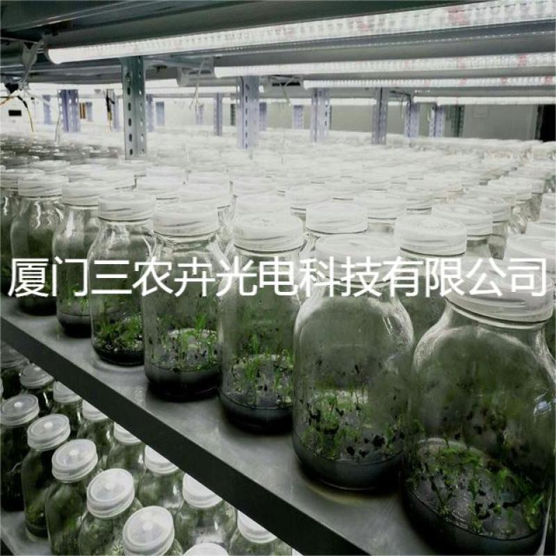 60cm-白芨育苗组培灯