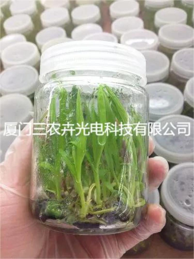 60cm-白芨育苗组培灯