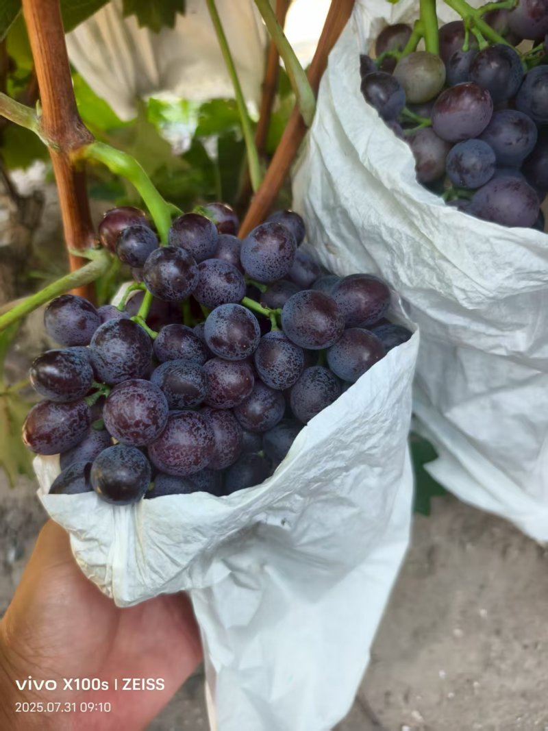 山东精品葡萄玫瑰香葡萄大量上市一手货源量大价优