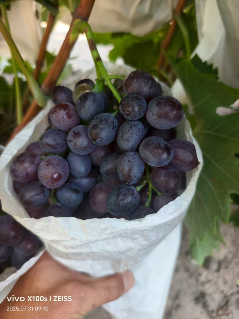 山东精品葡萄玫瑰香葡萄大量上市一手货源量大价优