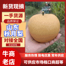 秋月梨，万亩主产区，一手货源，专业团队诚信经营欢迎合作共