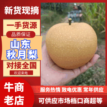 秋月梨，万亩主产区，一手货源，专业团队诚信经营欢迎合作共